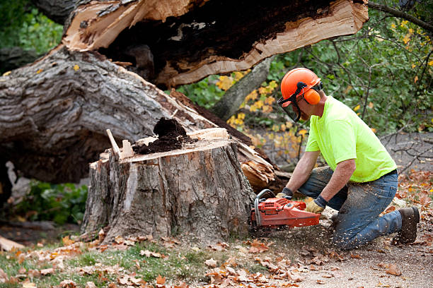 Reliable Geneva, IN  Tree Services Solutions